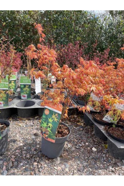 Компактне дерево Acer palmatum Katsura в контейнері, готове для посадки в саду.